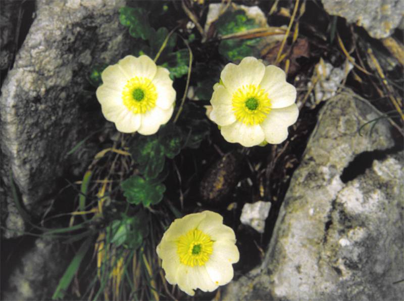 Ranunculus alpestris