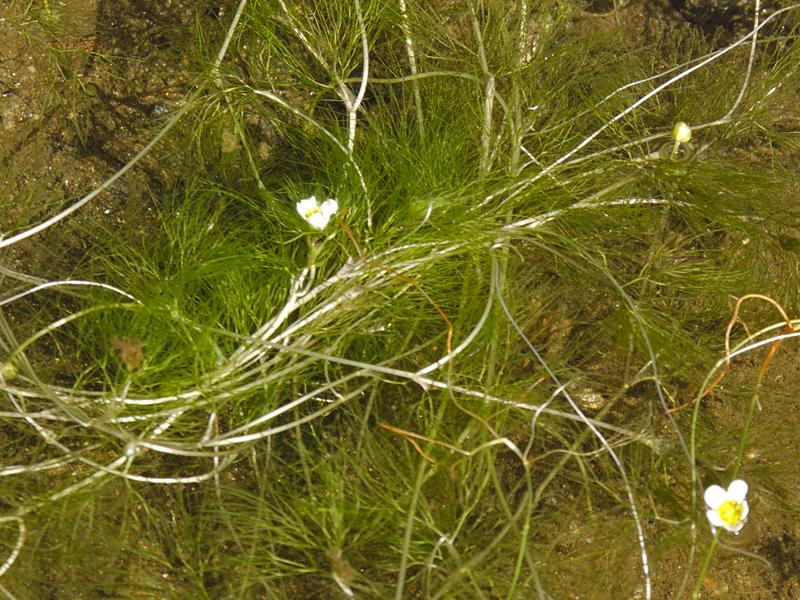 Ranunculus confervoides