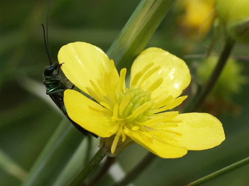 Ranunculus lanuginosus