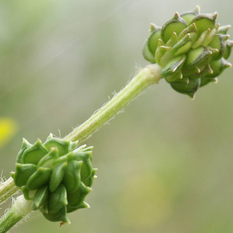 Ranunculus lanuginosus