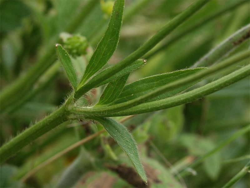 Ranunculus lanuginosus