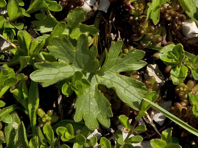 Ranunculus montanus