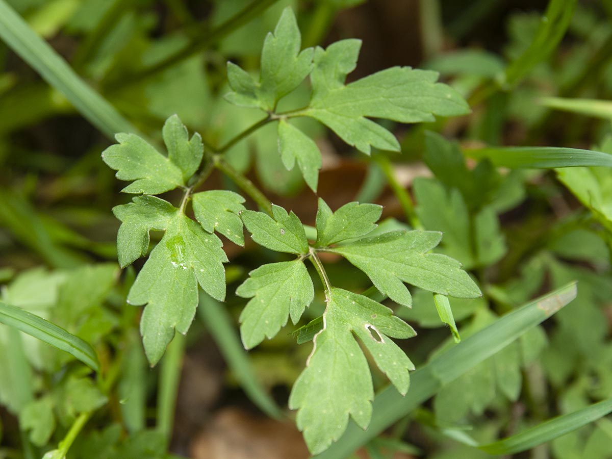 Ranunculus repens