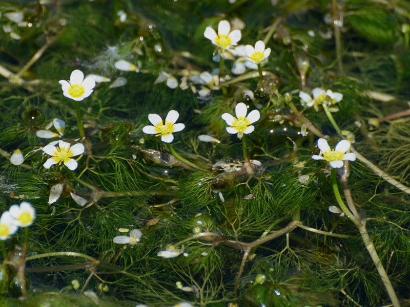 Ranunculus trichophyllus