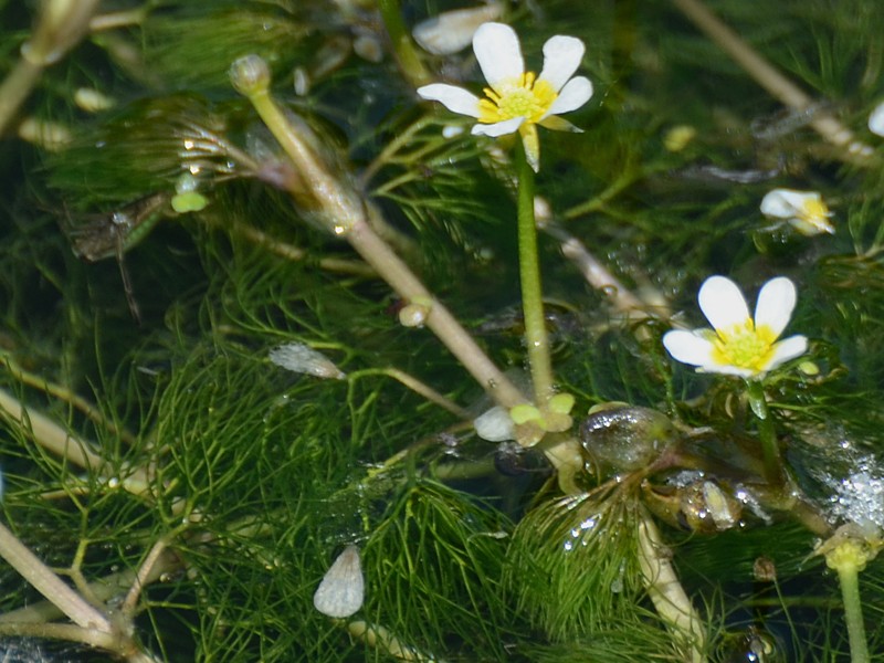 Ranunculus trichophyllus