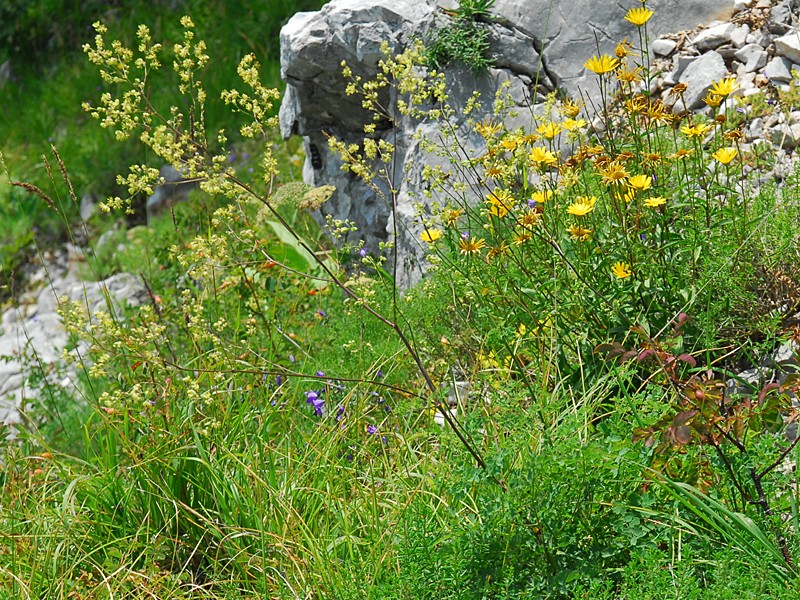 Thalictrum minus ssp. saxatile