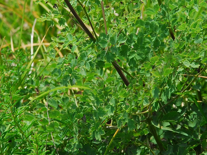 Thalictrum minus ssp. saxatile