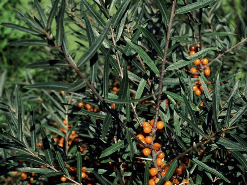 Hippophae rhamnoides