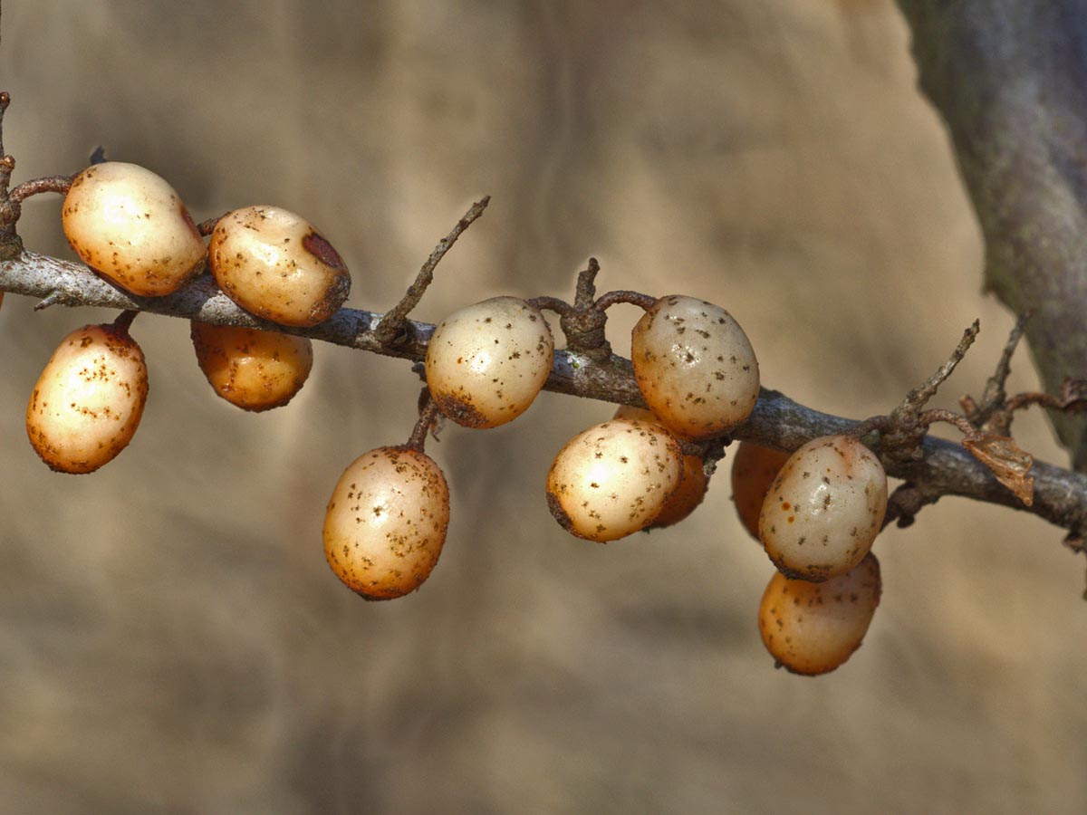 Hippophae rhamnoides