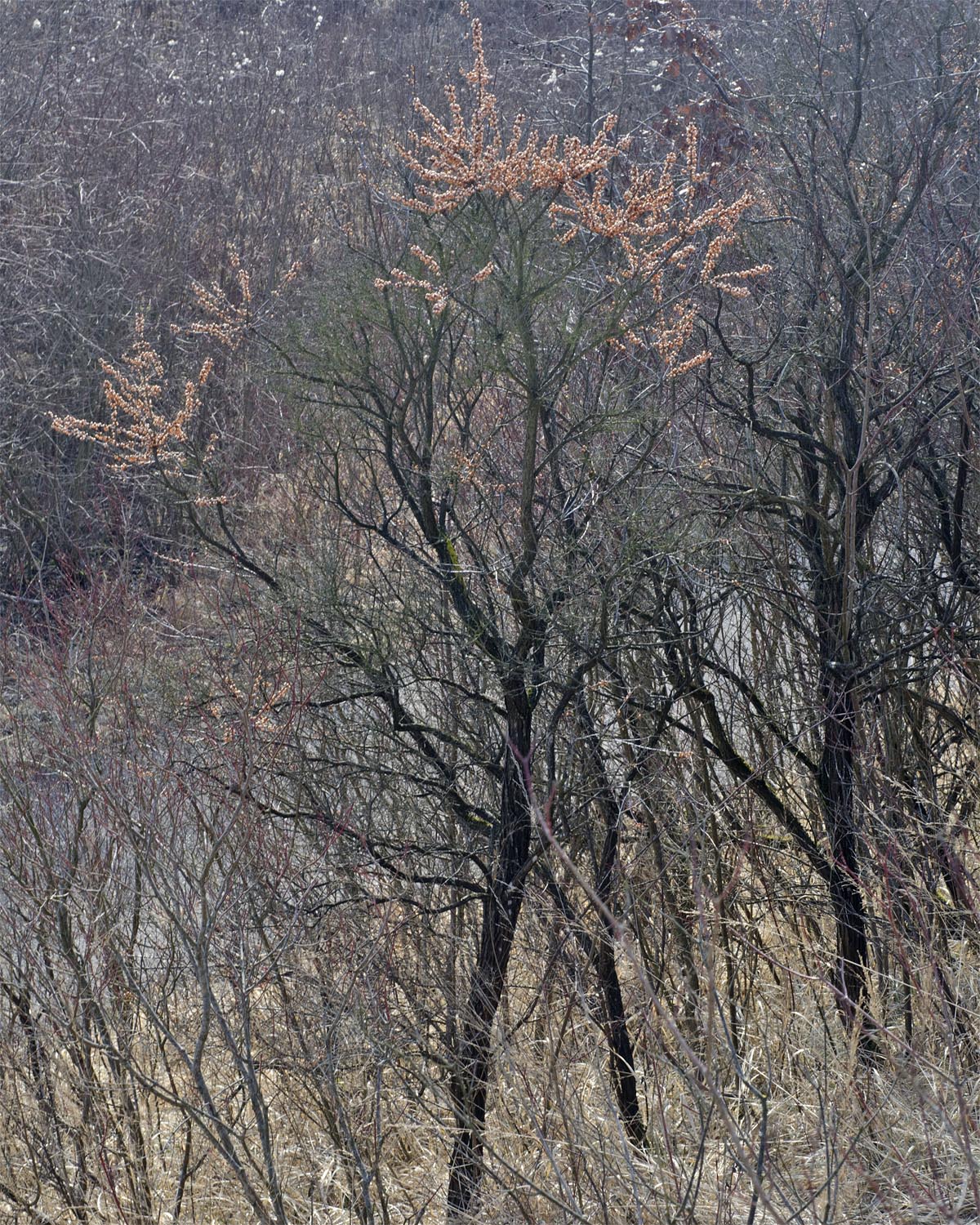 Hippophae rhamnoides