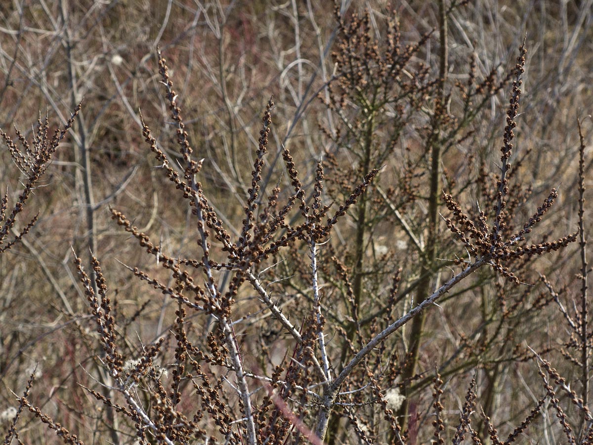 Hippophae rhamnoides