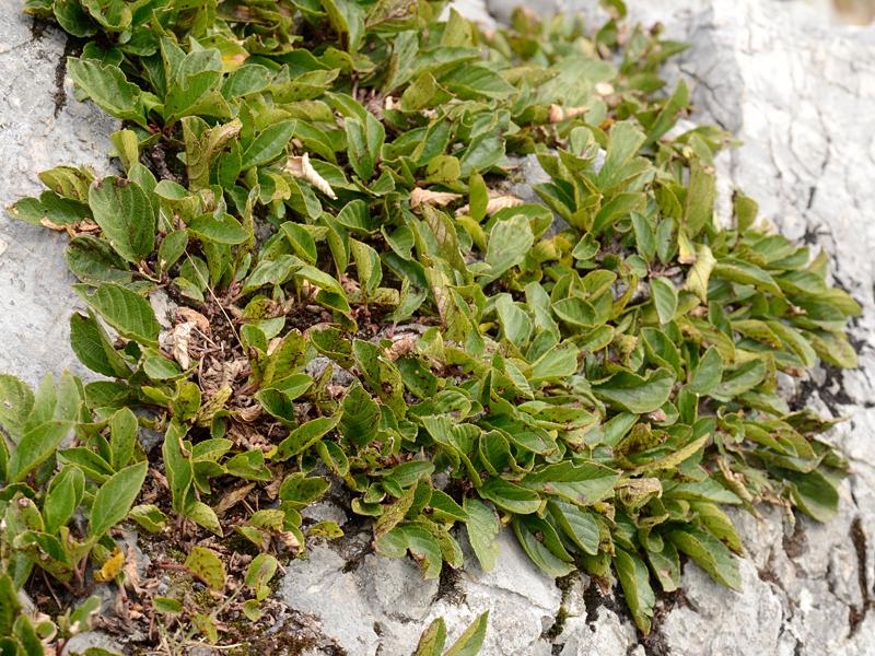 Rhamnus pumila