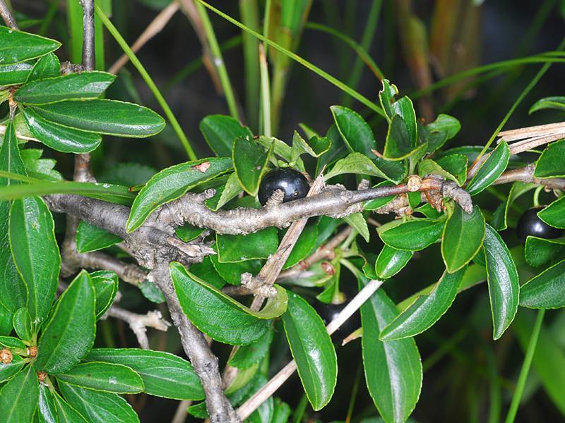 Rhamnus saxatilis