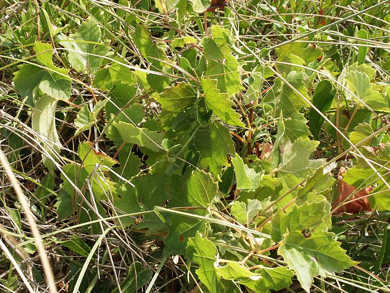 Vitis vinifera