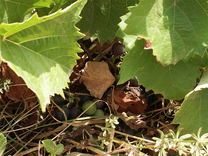 Vitis vinifera