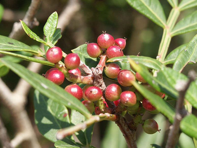 Pistacia lentiscus