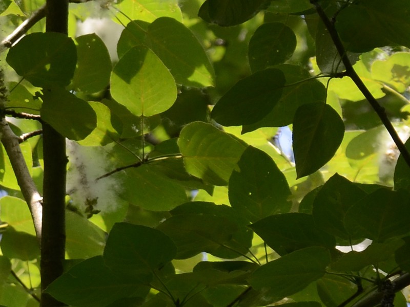 Populus balsamifera