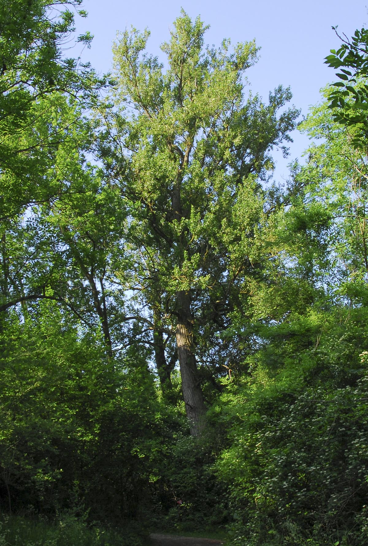 Populus nigra