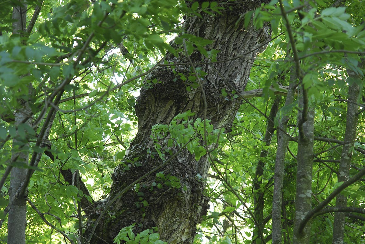 Populus nigra