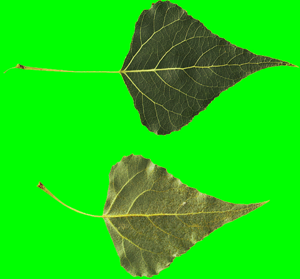 Populus nigra