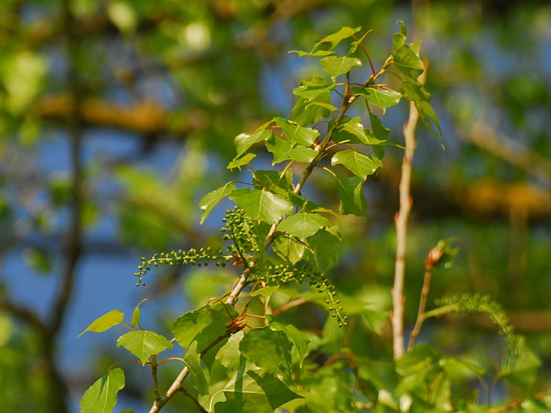 Populus nigra