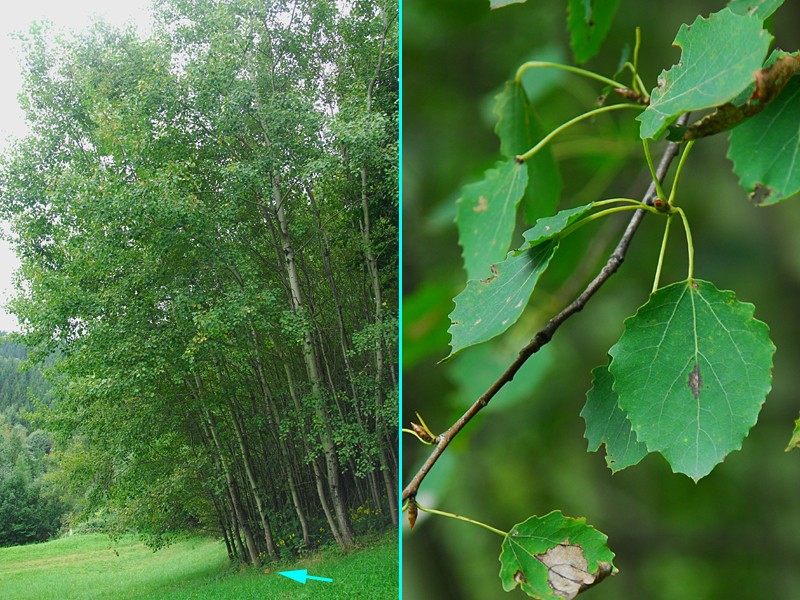 Populus tremula