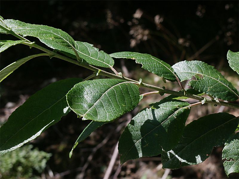 Salix caprea