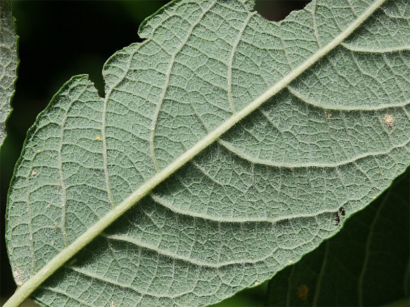 Salix caprea