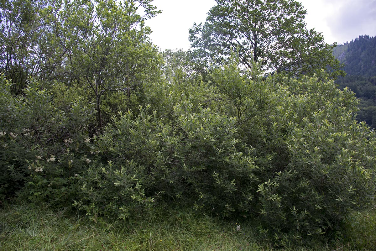 Salix cinerea