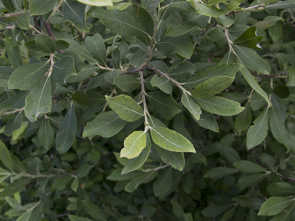 Salix cinerea