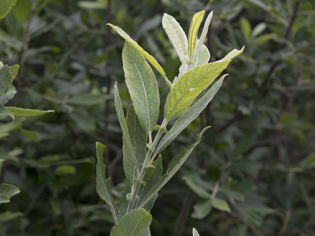 Salix cinerea