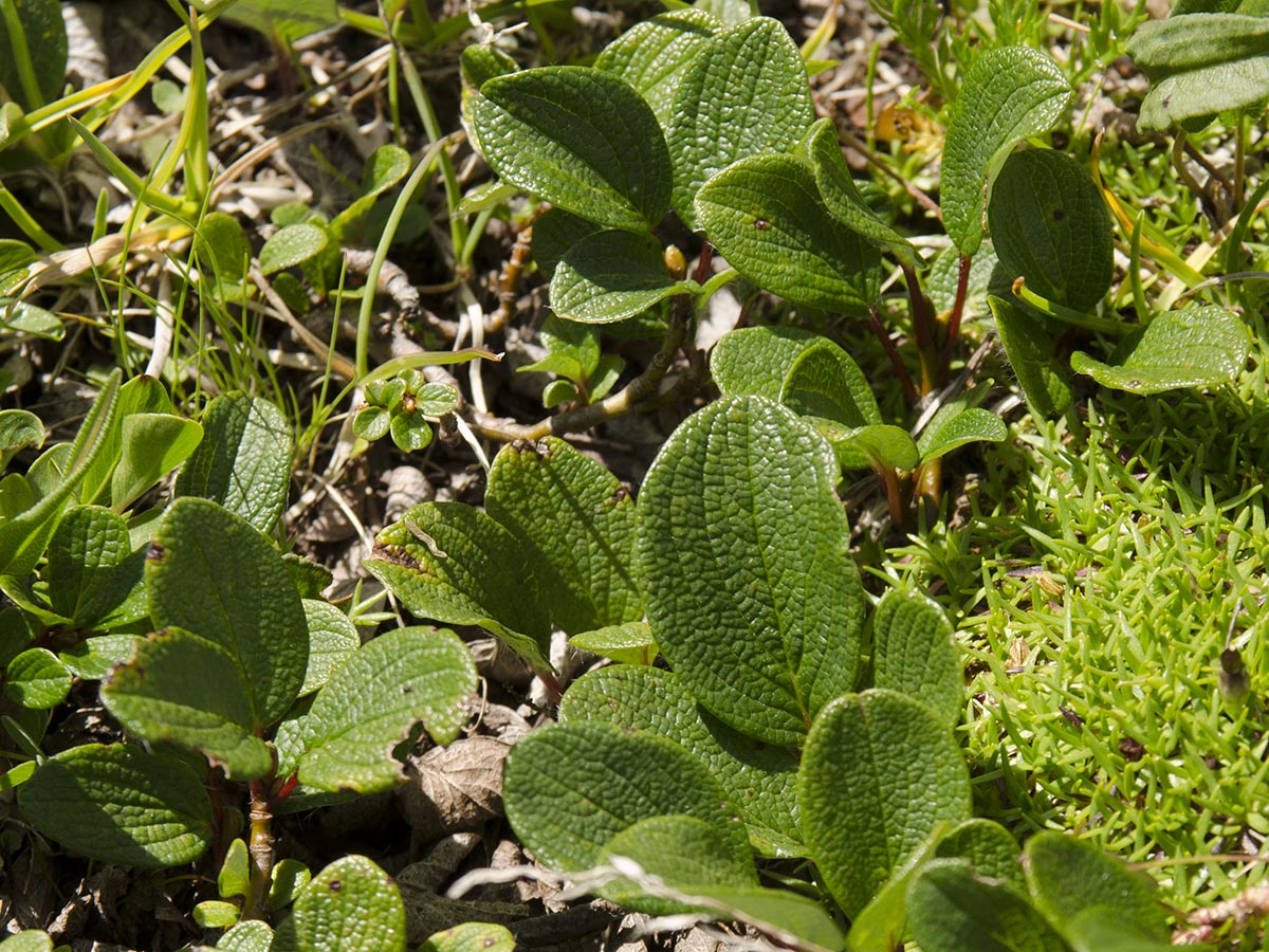 Salix reticulata