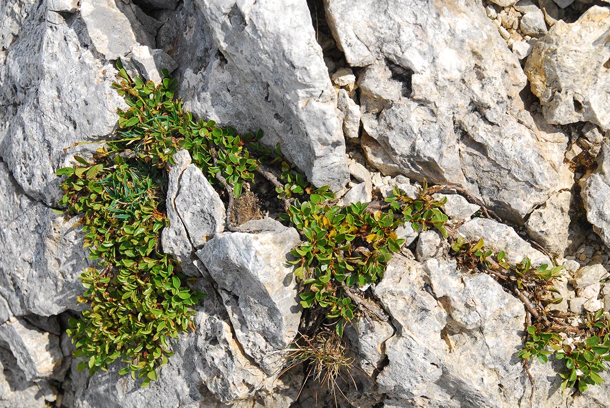 Salix retusa