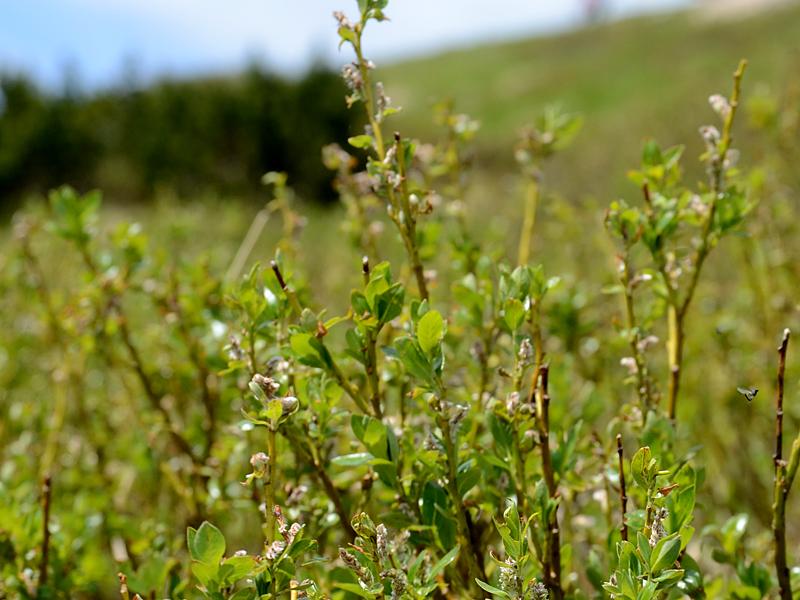 Salix waldsteiniana