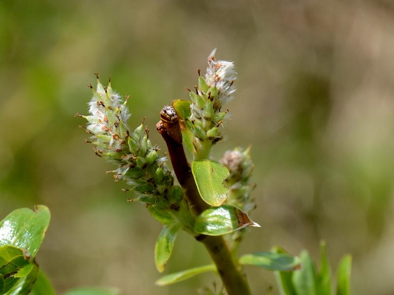 Salix waldsteiniana