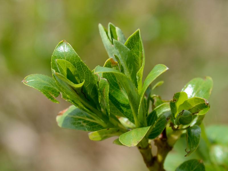 Salix waldsteiniana