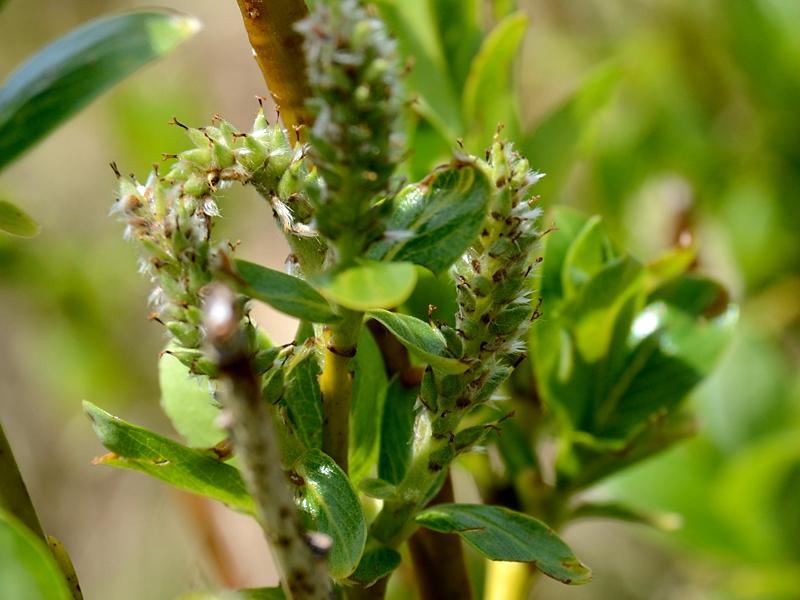 Salix waldsteiniana