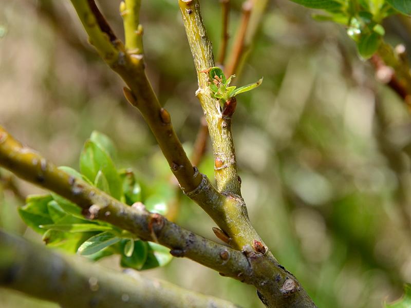 Salix waldsteiniana