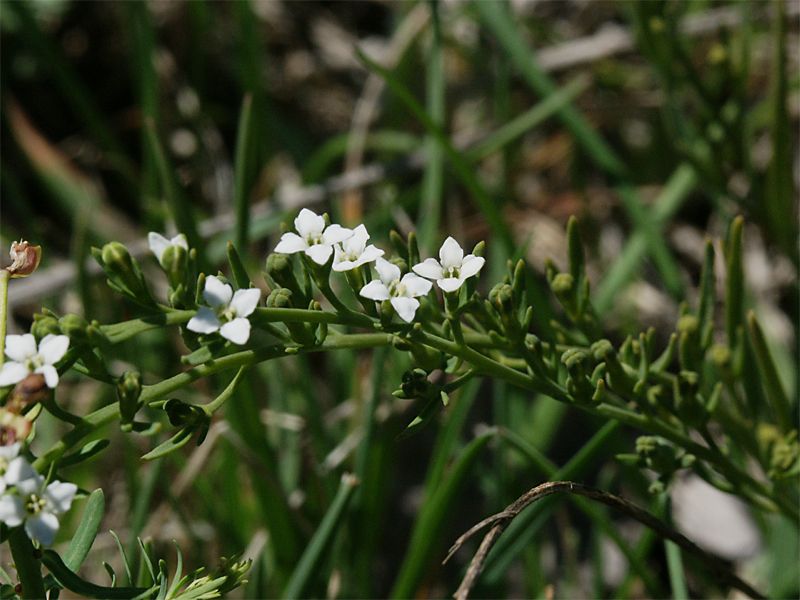 Thesium alpinum