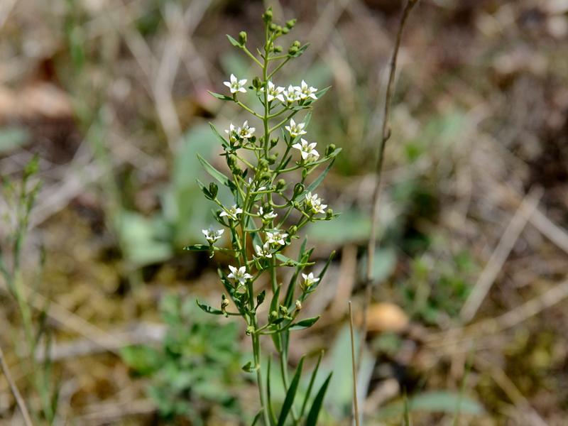 Thesium ramosum