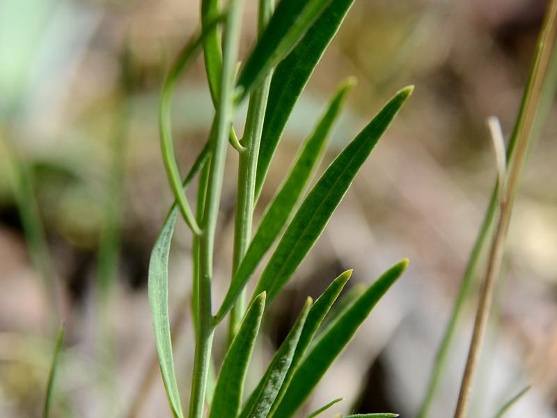 Thesium ramosum