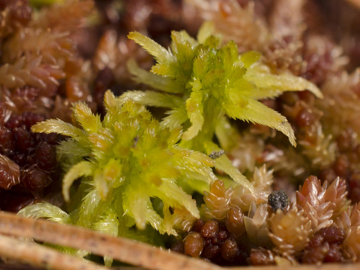 Sphagnum fallax