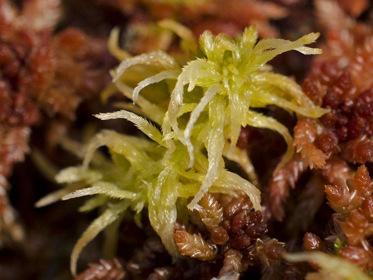 Sphagnum fallax