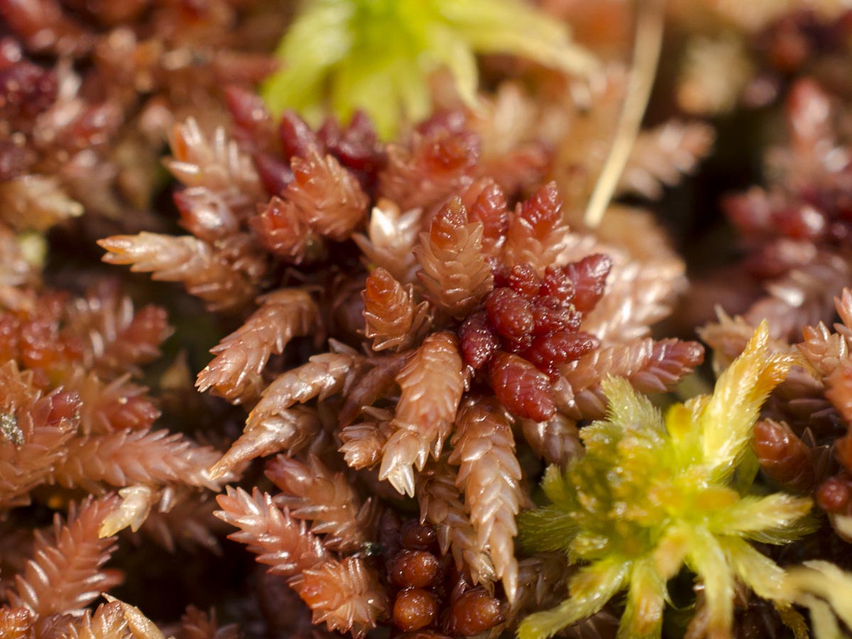 Sphagnum magellanicum