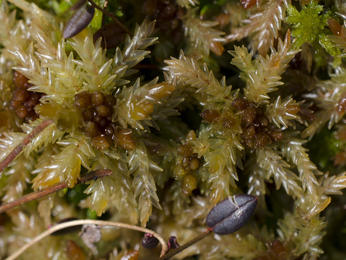 Sphagnum magellanicum