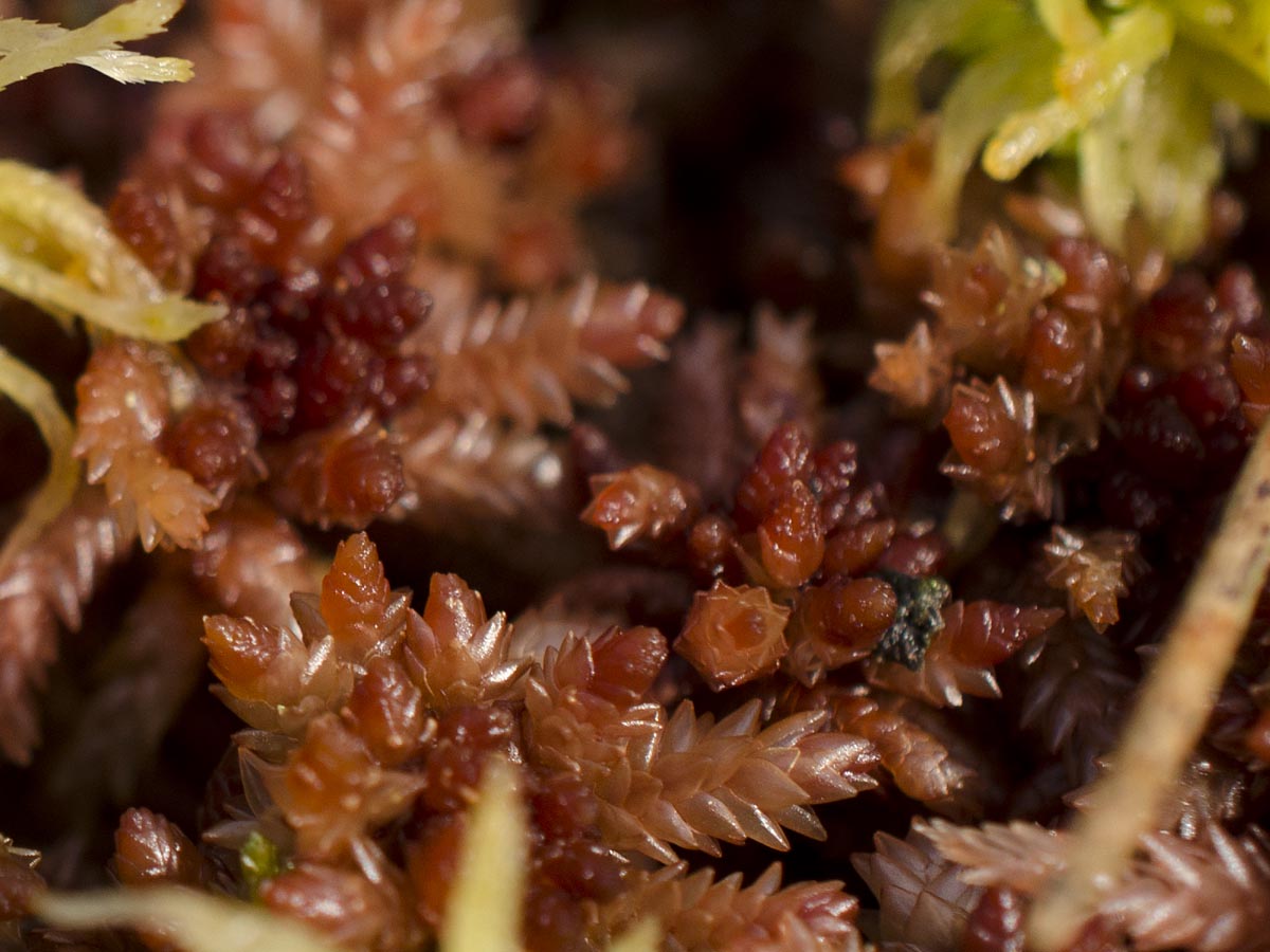 Sphagnum magellanicum