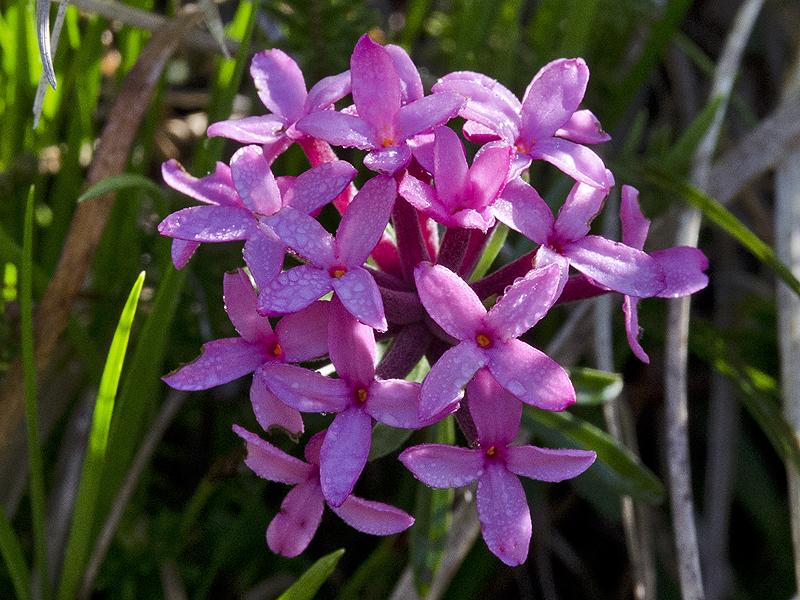 Daphne cneorum