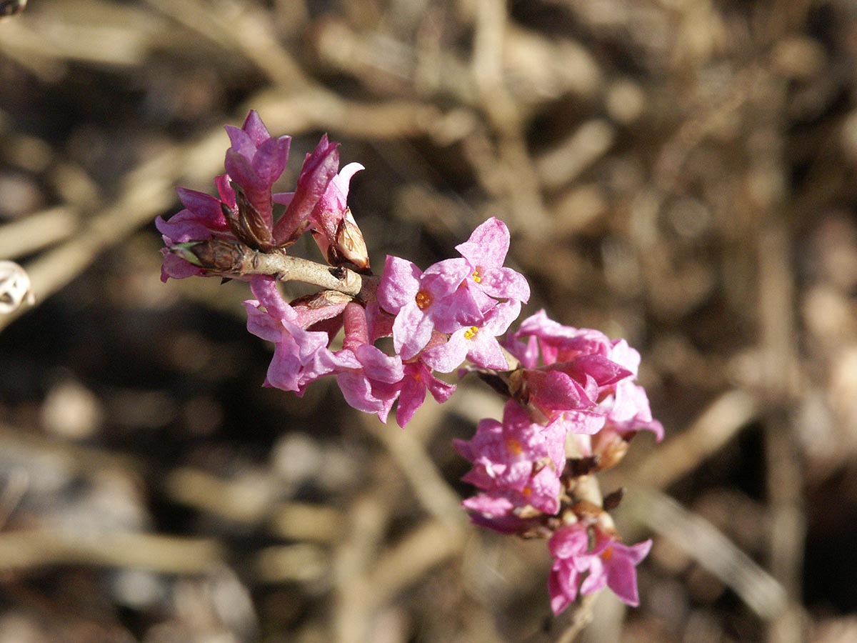 Daphne mezereum