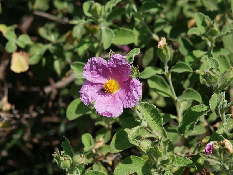 Cistus creticus