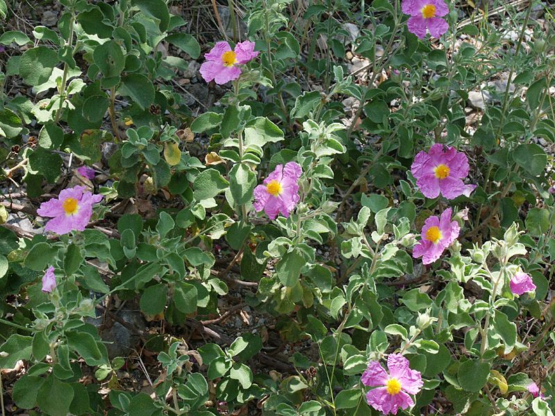 Cistus creticus